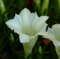 White trumpet flowers throughout